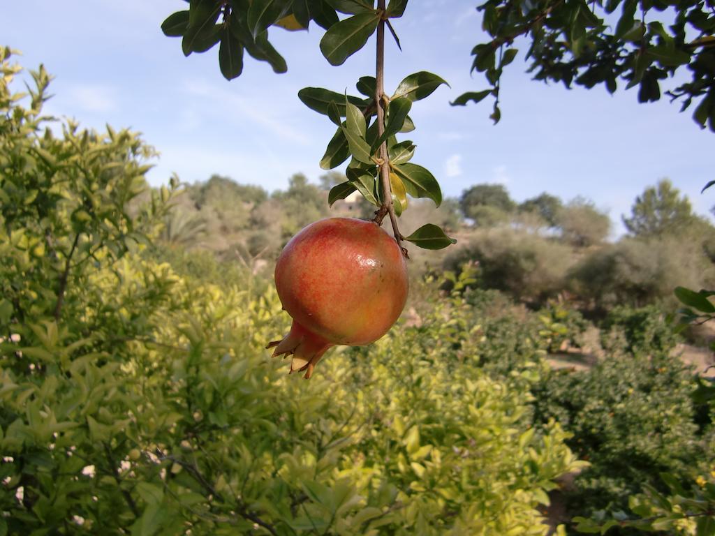 Agroturisme Perola - Only Adults *